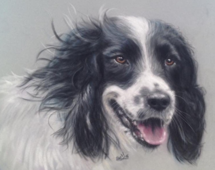 Spaniel pet portrait